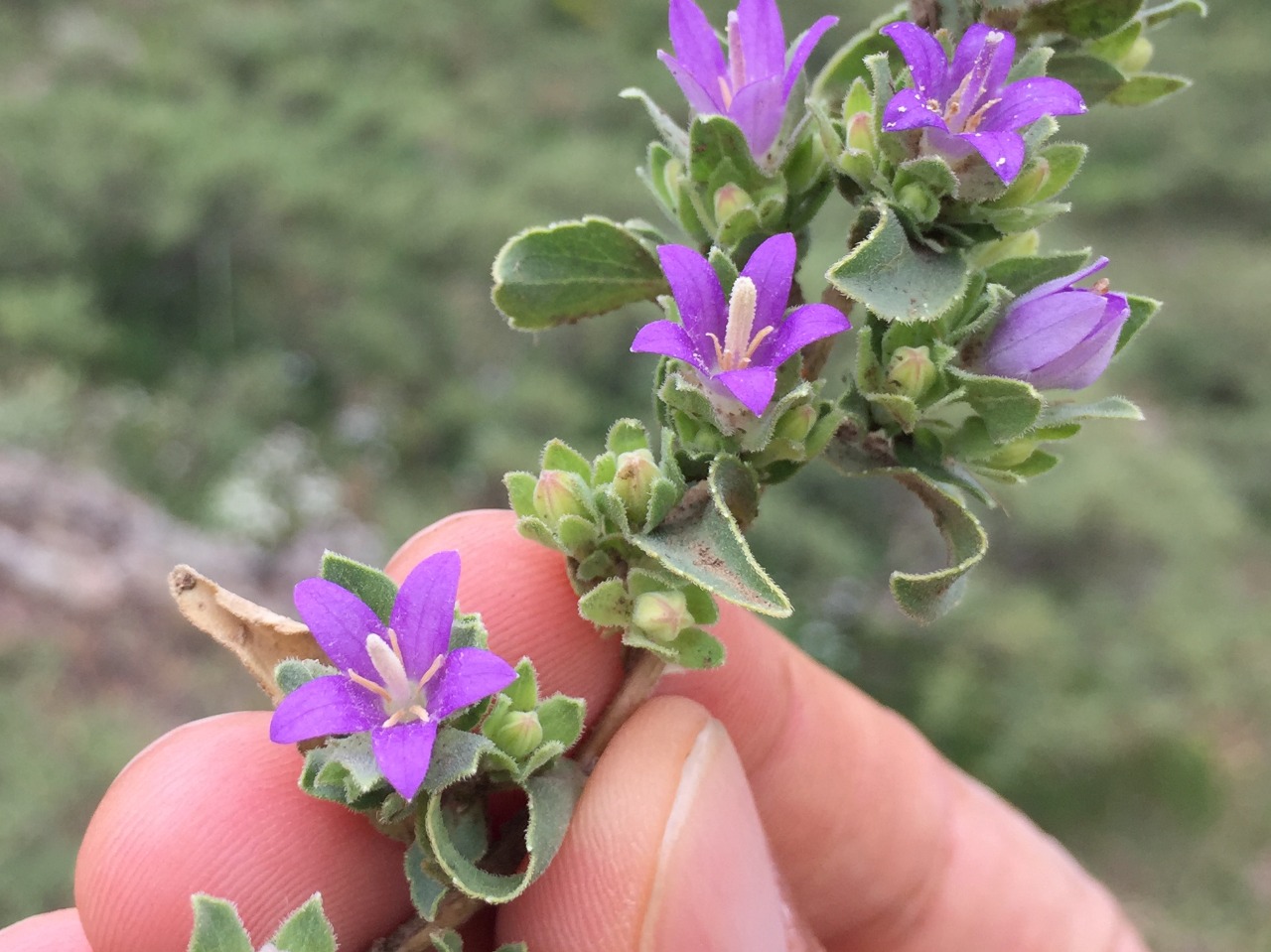 Campanula conferta