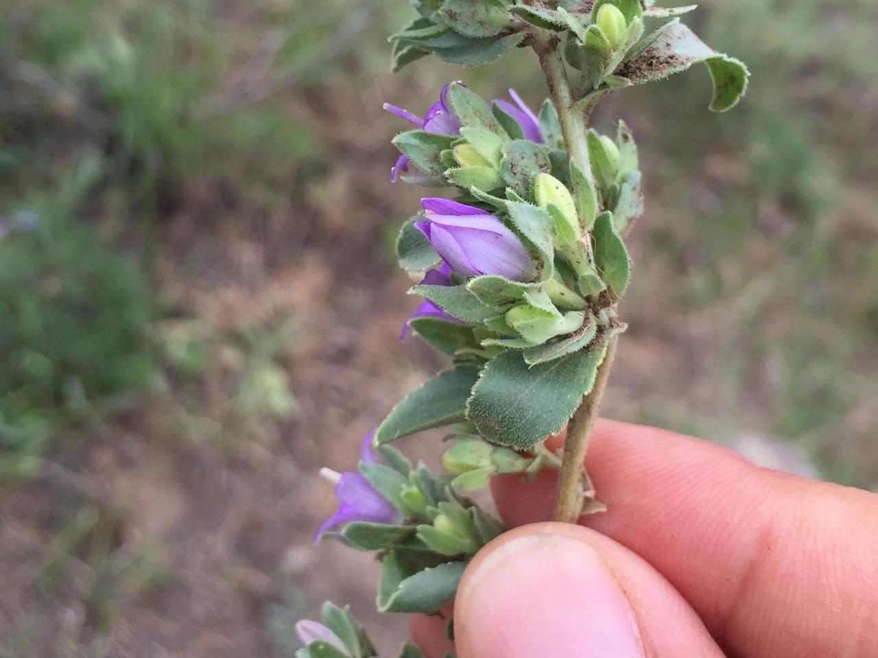 Campanula conferta