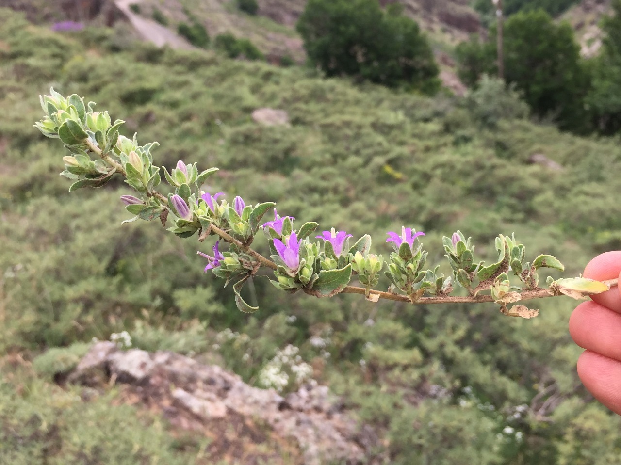 Campanula conferta