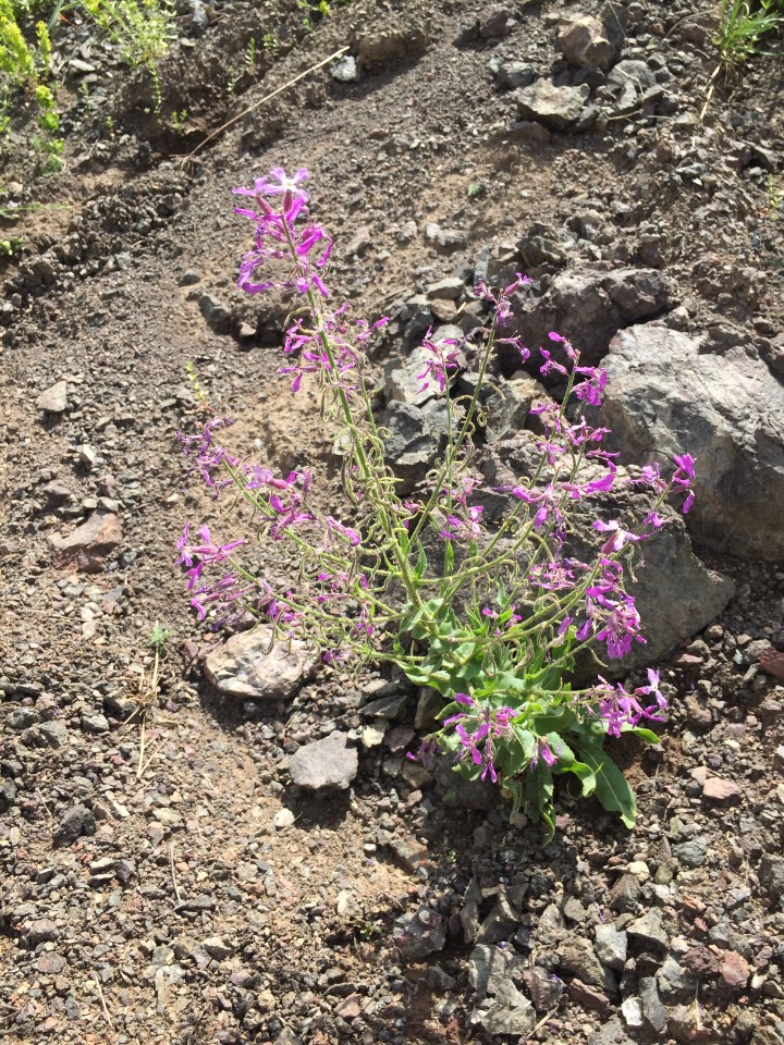 Hesperis thyrsoidea