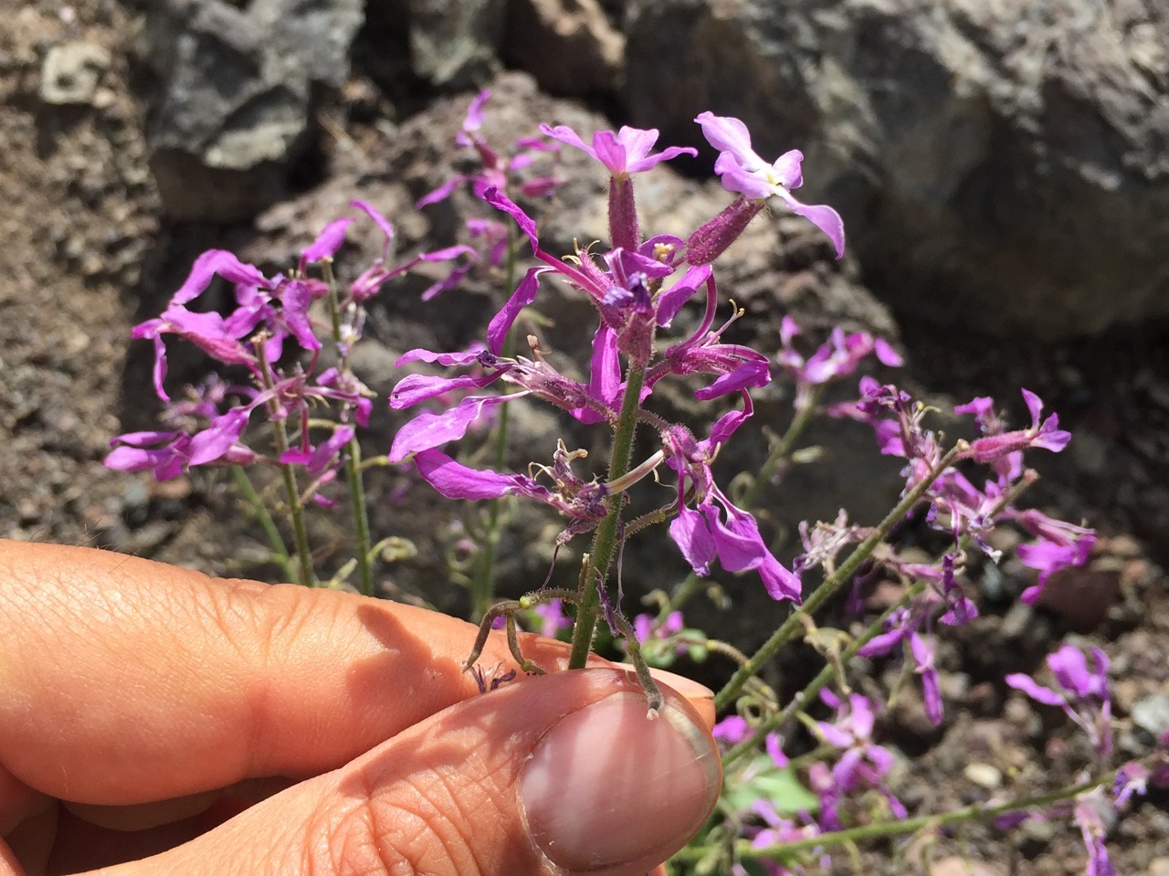 Hesperis thyrsoidea