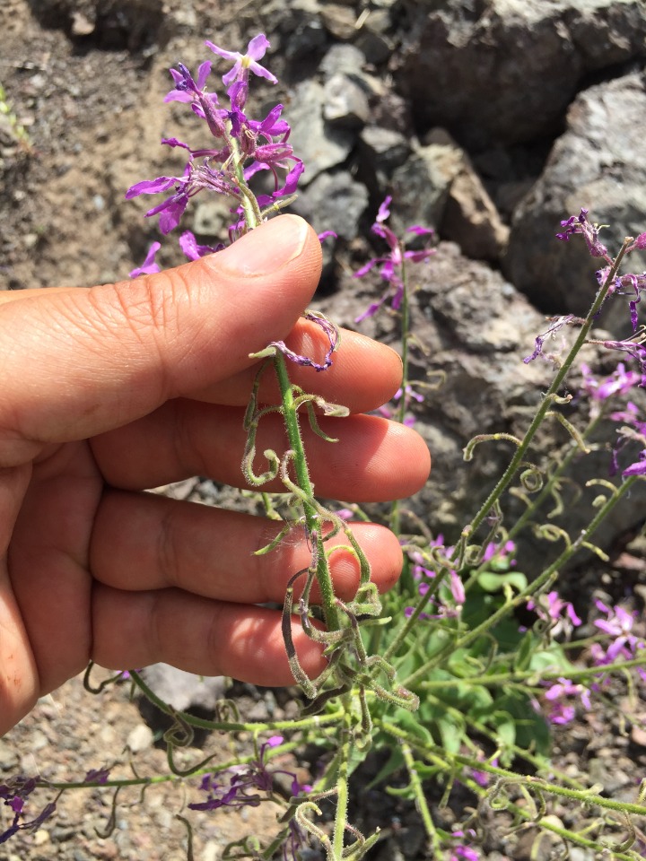 Hesperis thyrsoidea