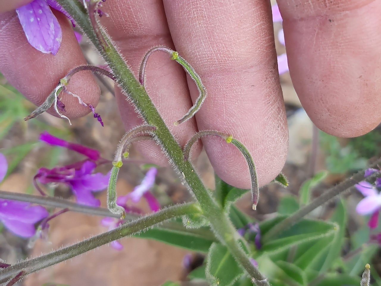 Hesperis thyrsoidea