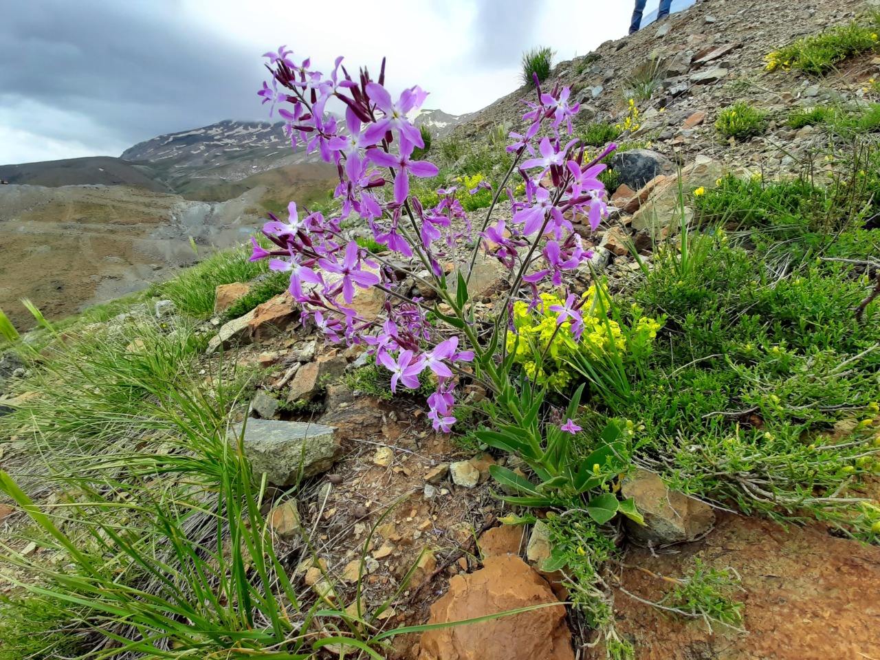 Hesperis thyrsoidea