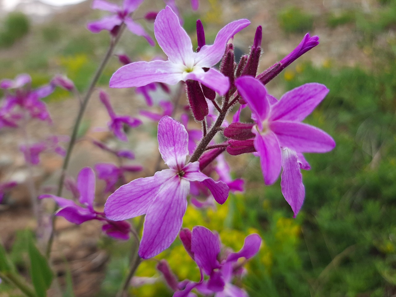 Hesperis thyrsoidea