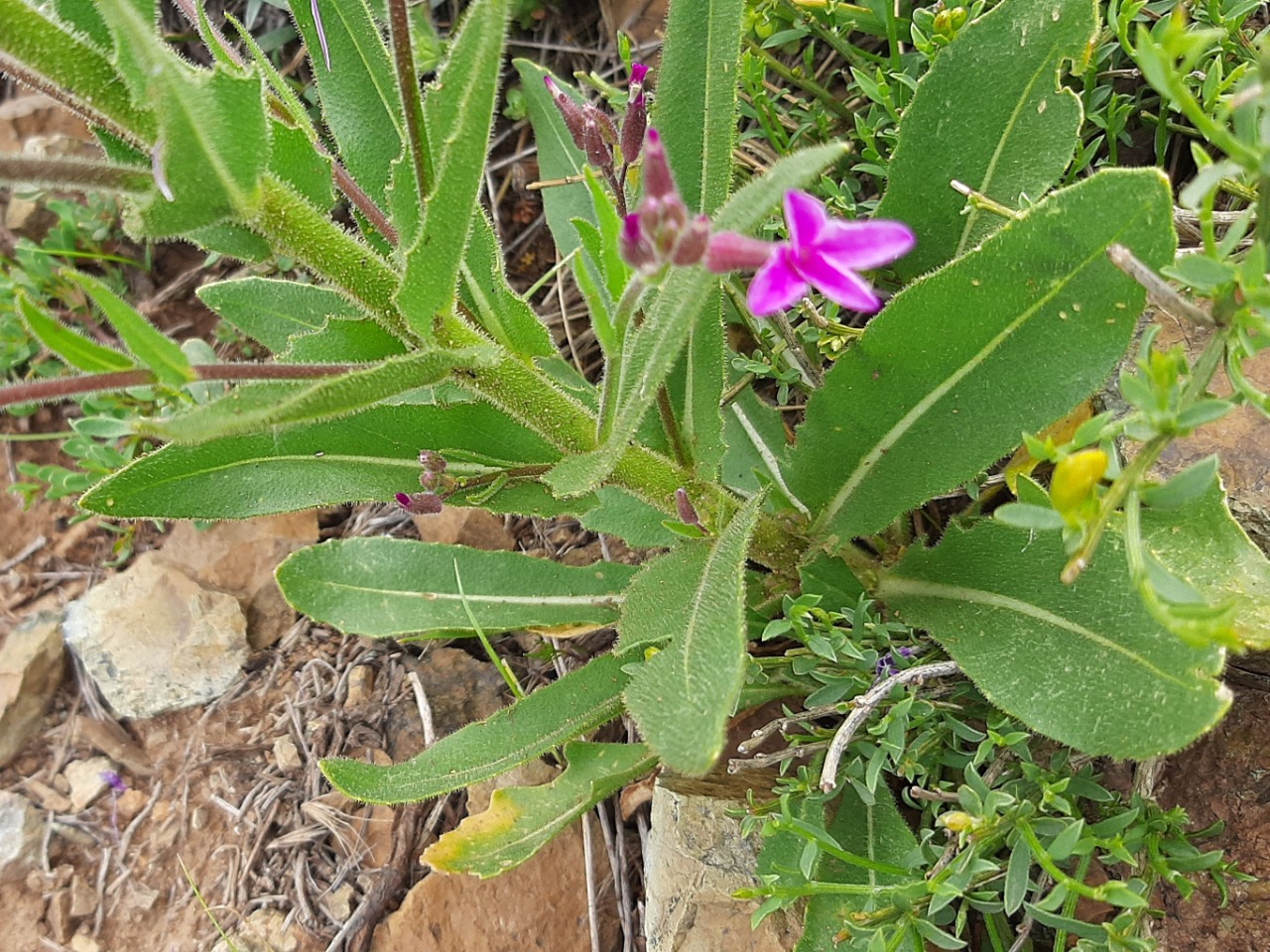 Hesperis thyrsoidea