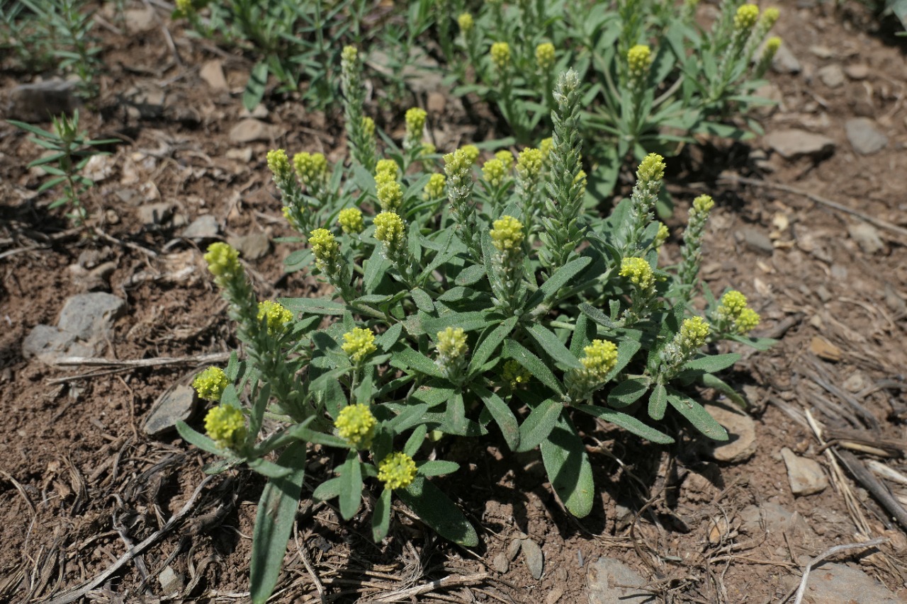 Alyssum strictum