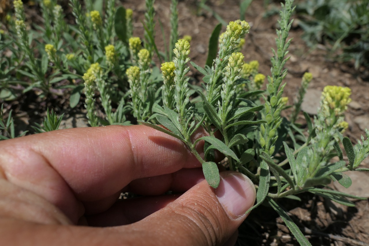 Alyssum strictum