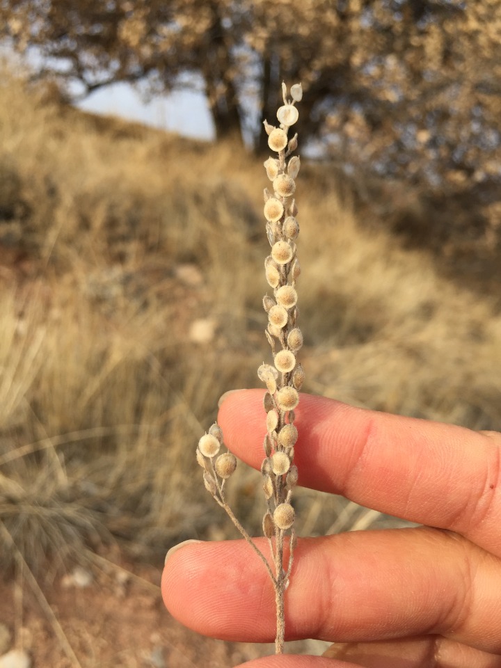 Alyssum strictum