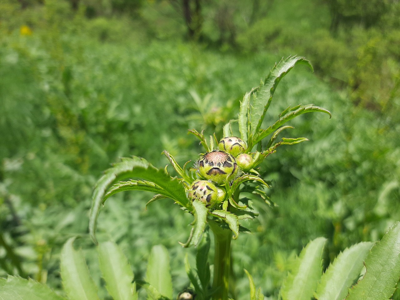 Cephalaria procera