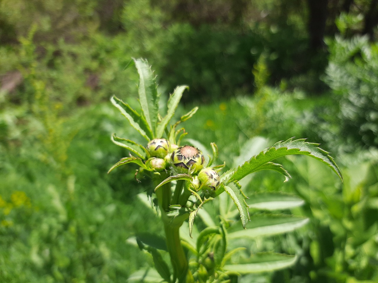 Cephalaria procera