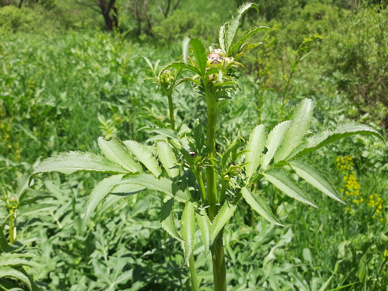 Cephalaria procera