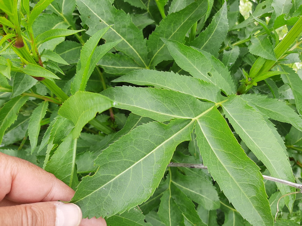 Cephalaria procera