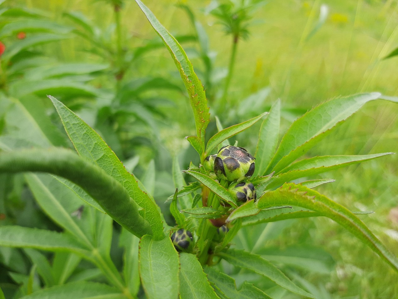 Cephalaria procera