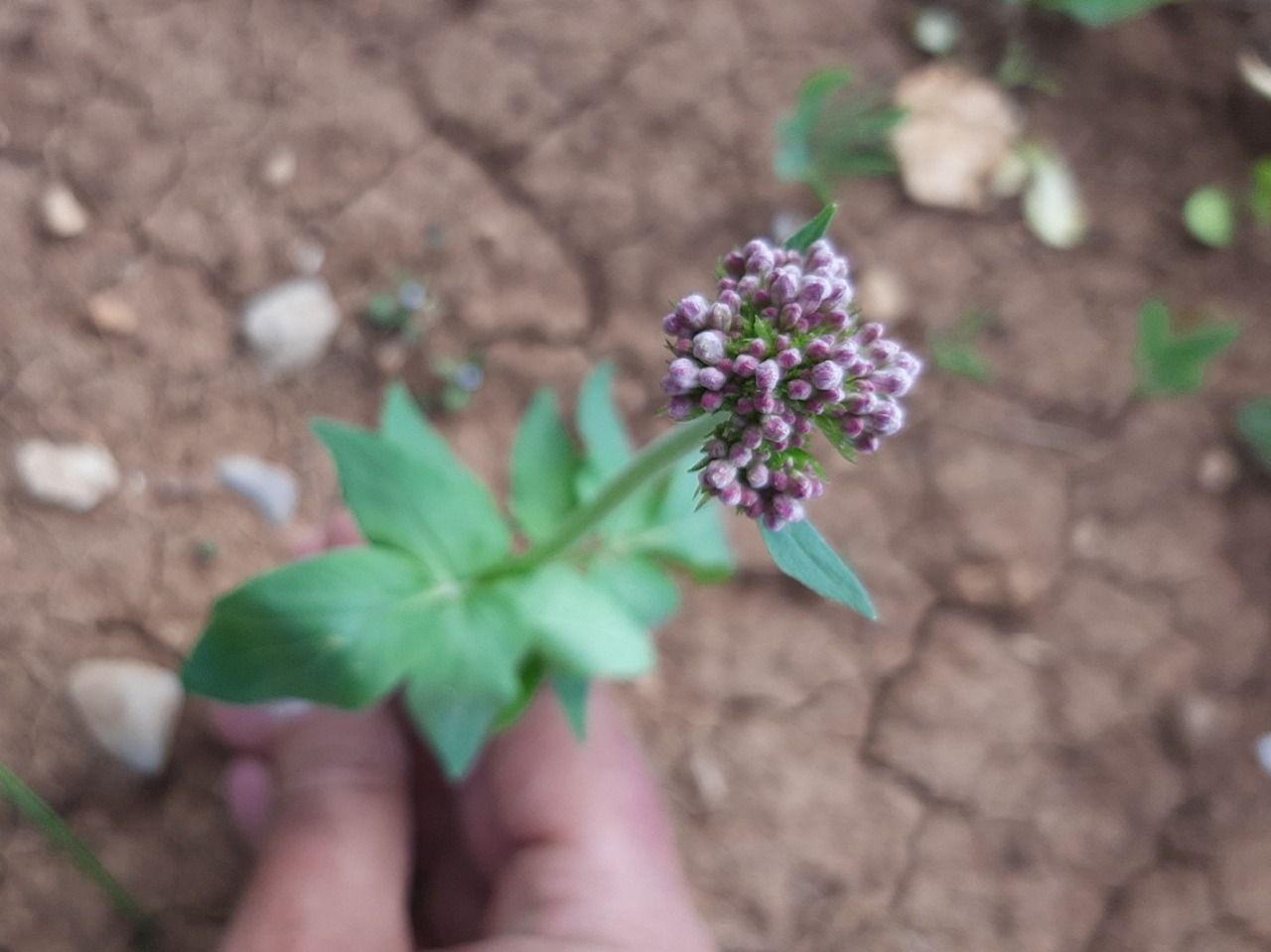 Valeriana sisymbriifolia