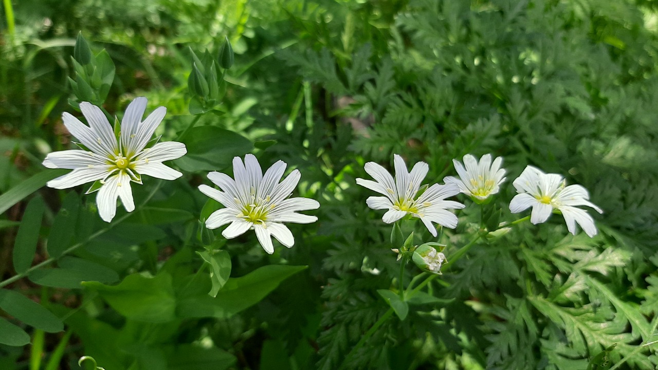 Cerastium davuricum