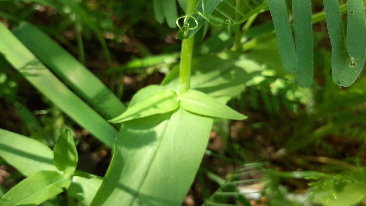 Cerastium davuricum