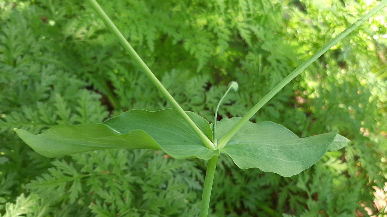 Cerastium davuricum