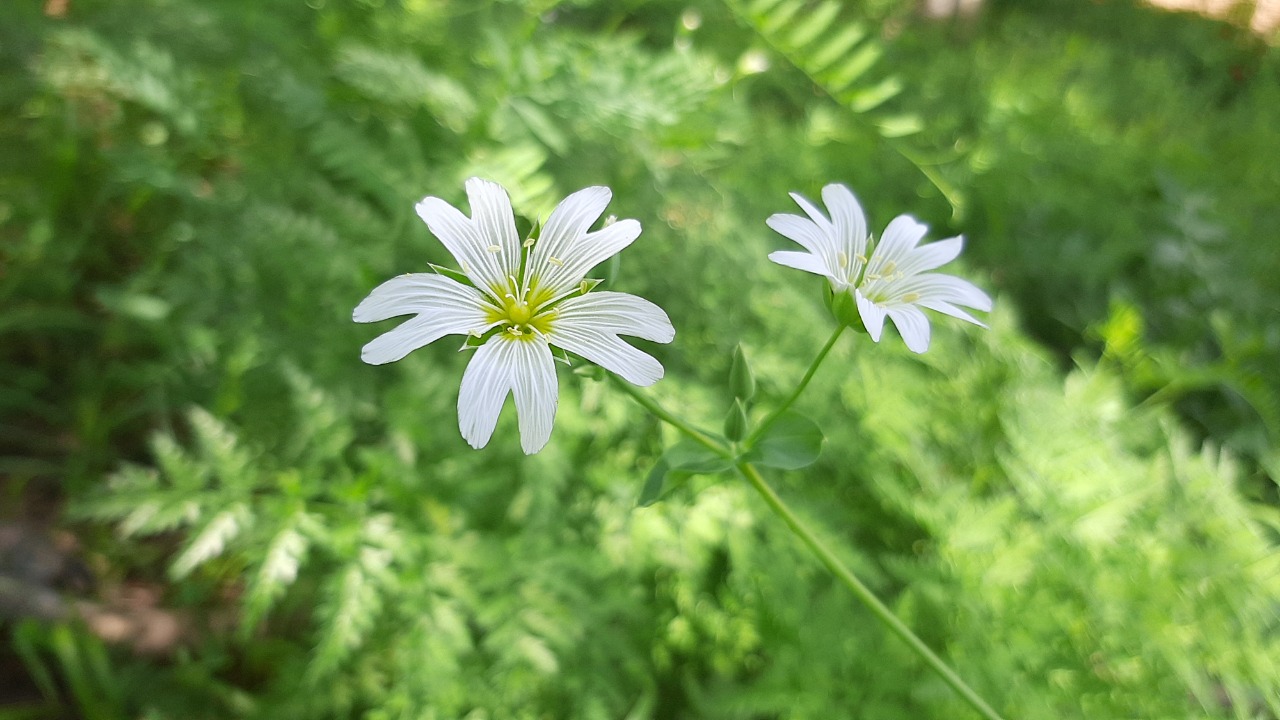 Cerastium davuricum