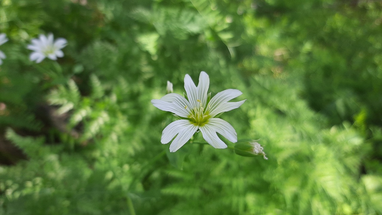 Cerastium davuricum