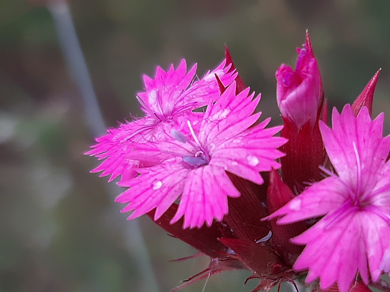 Dianthus calocephalus