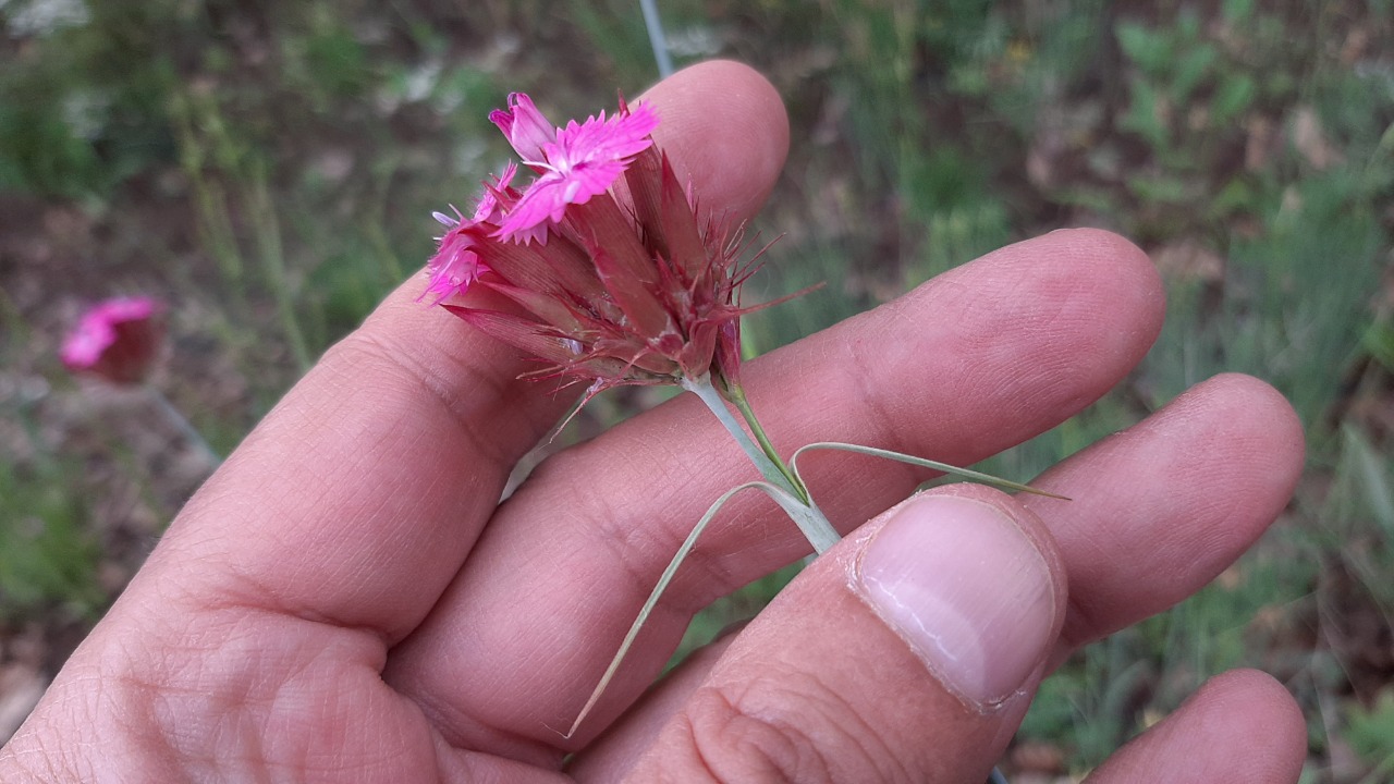 Dianthus calocephalus