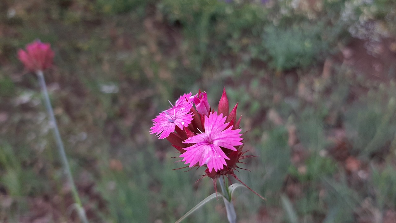 Dianthus calocephalus