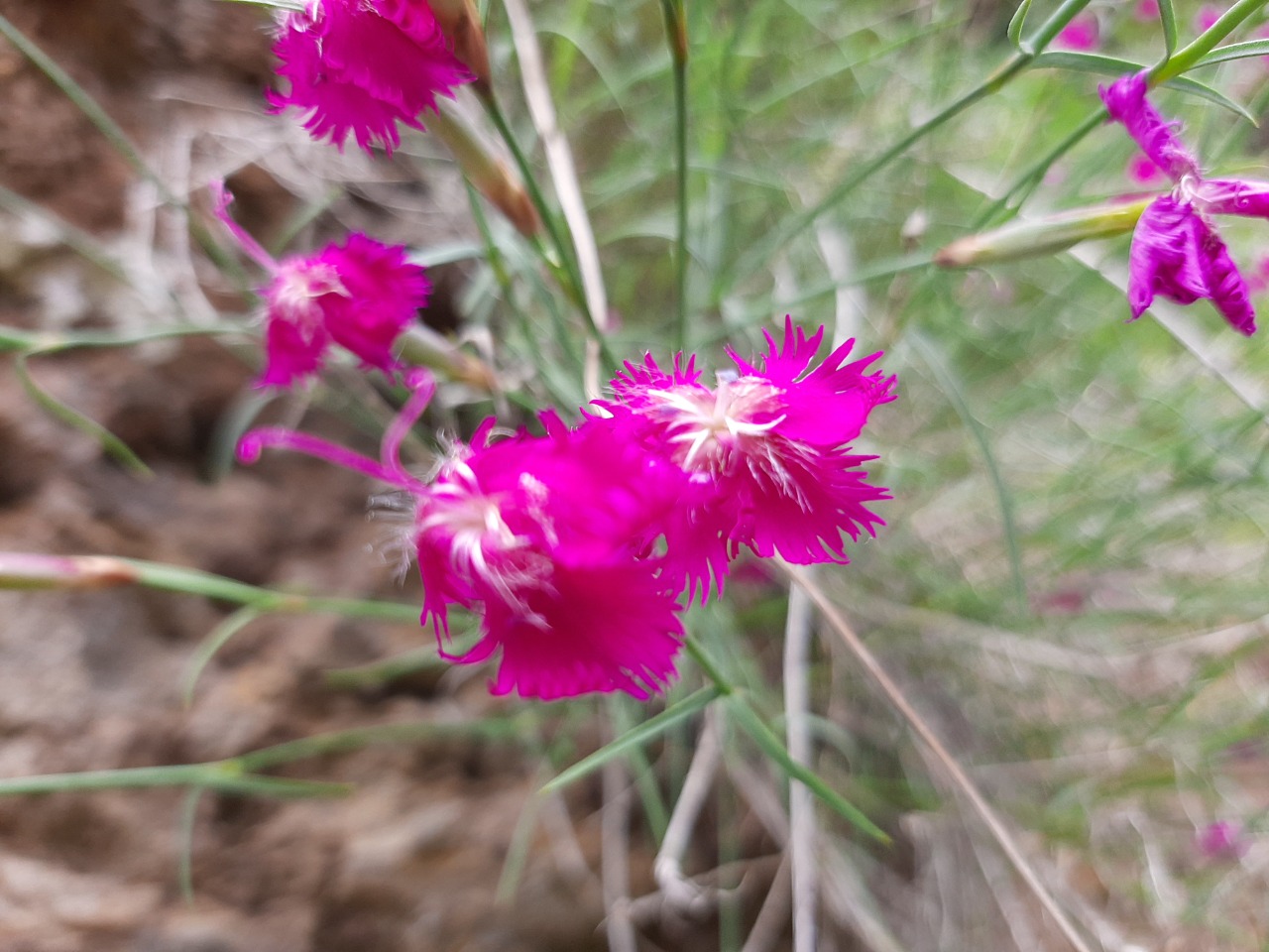 Dianthus orientalis