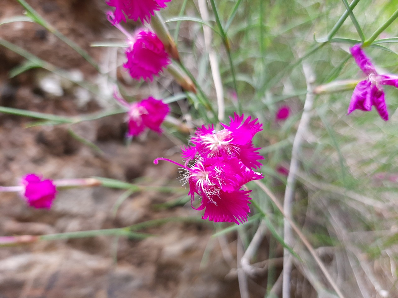 Dianthus orientalis