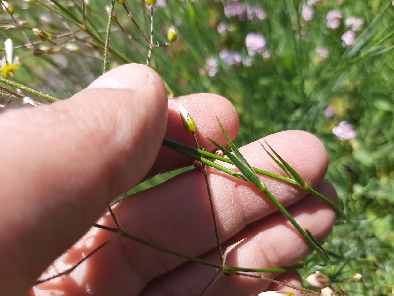 Eremogone gypsophiloides