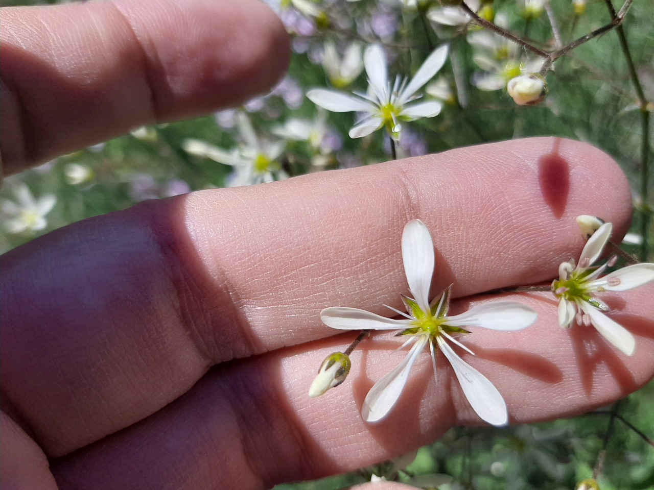 Eremogone gypsophiloides