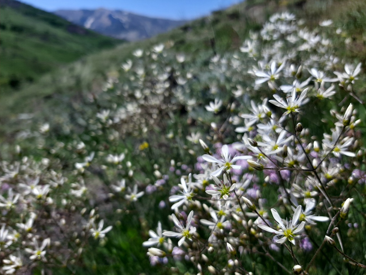 Eremogone gypsophiloides