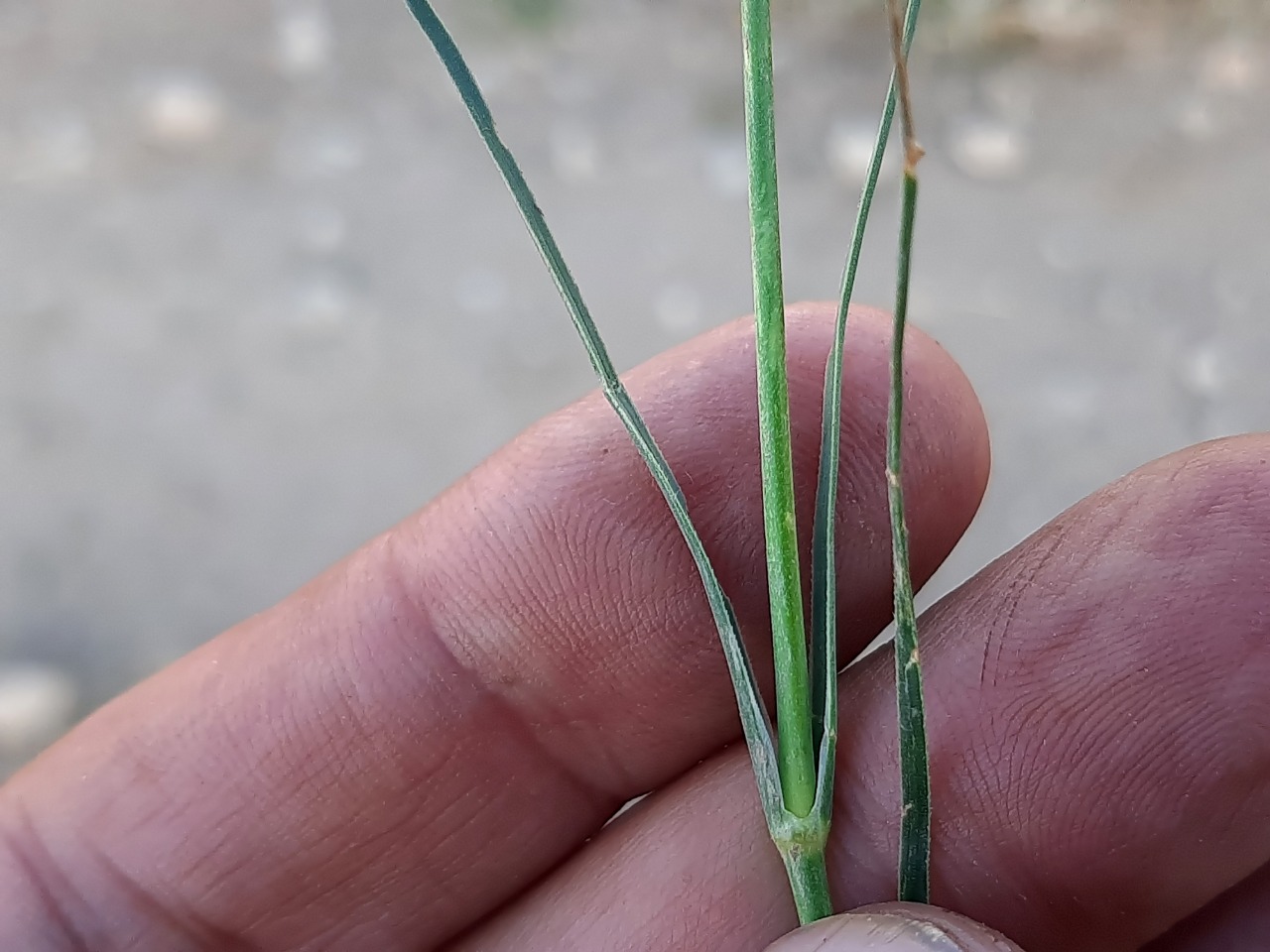 Eremogone gypsophiloides