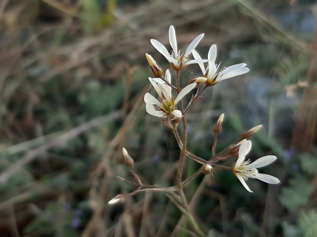 Eremogone gypsophiloides