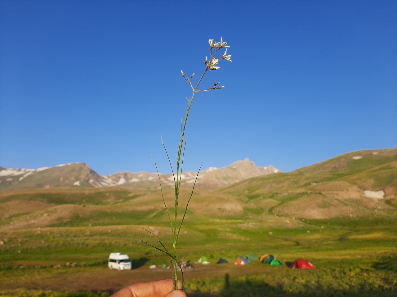 Eremogone gypsophiloides