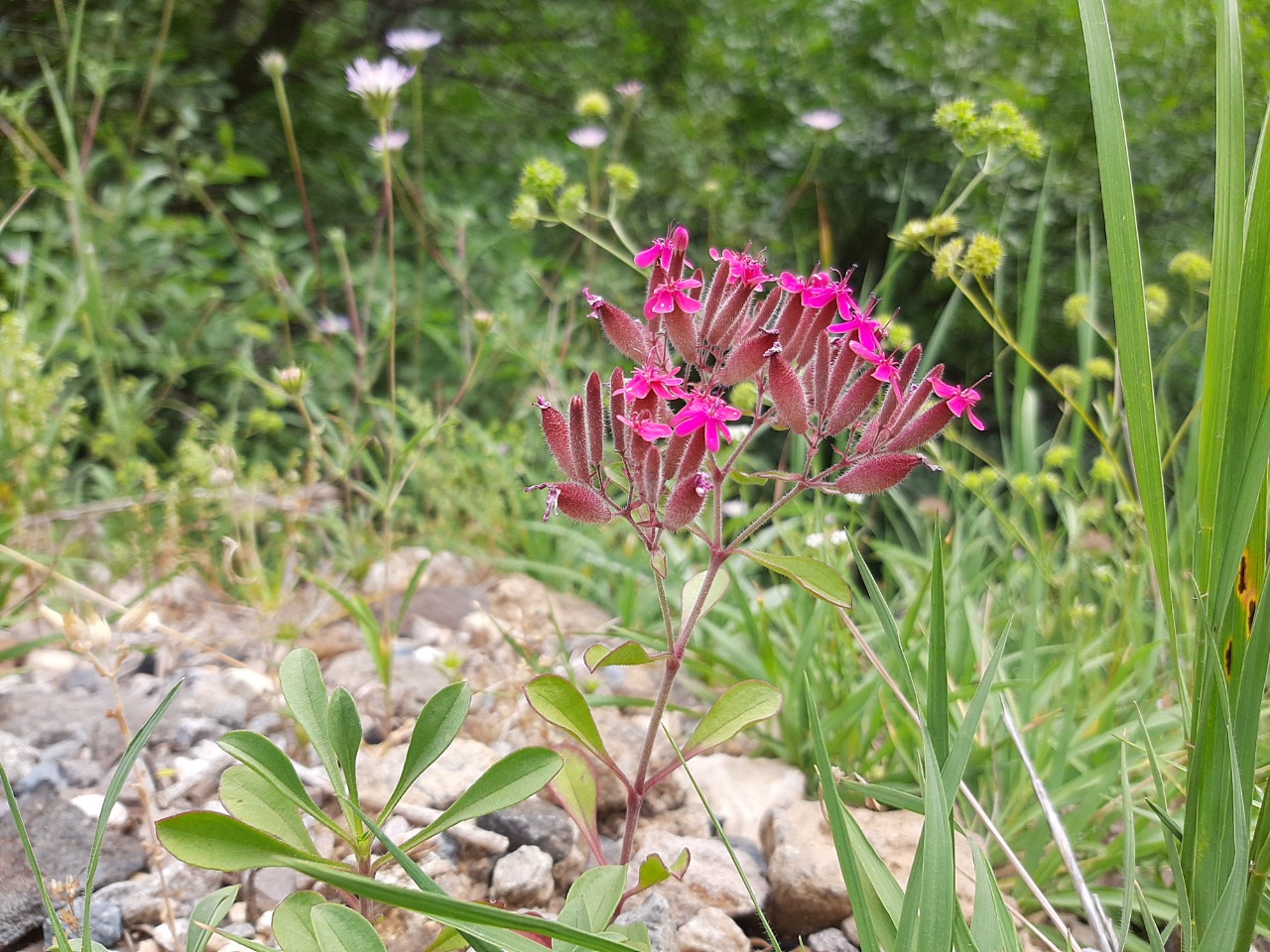 Saponaria prostrata