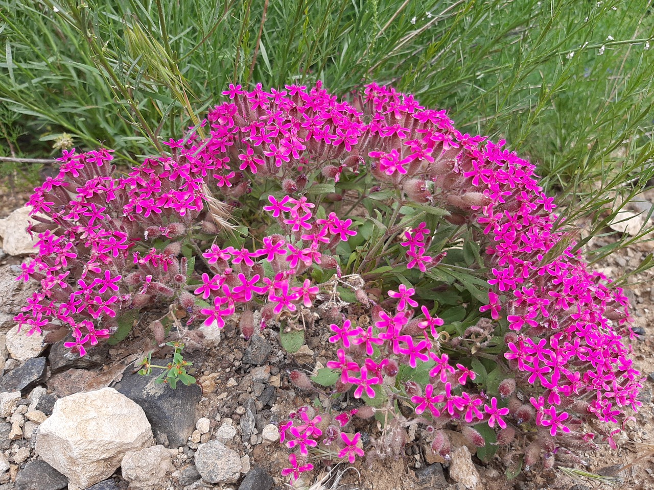 Saponaria prostrata