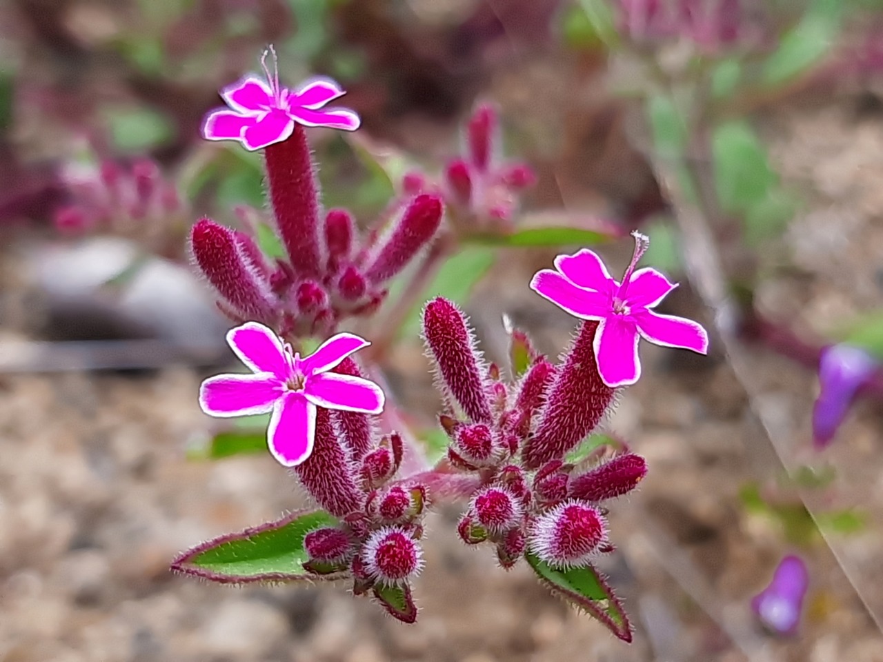 Saponaria prostrata