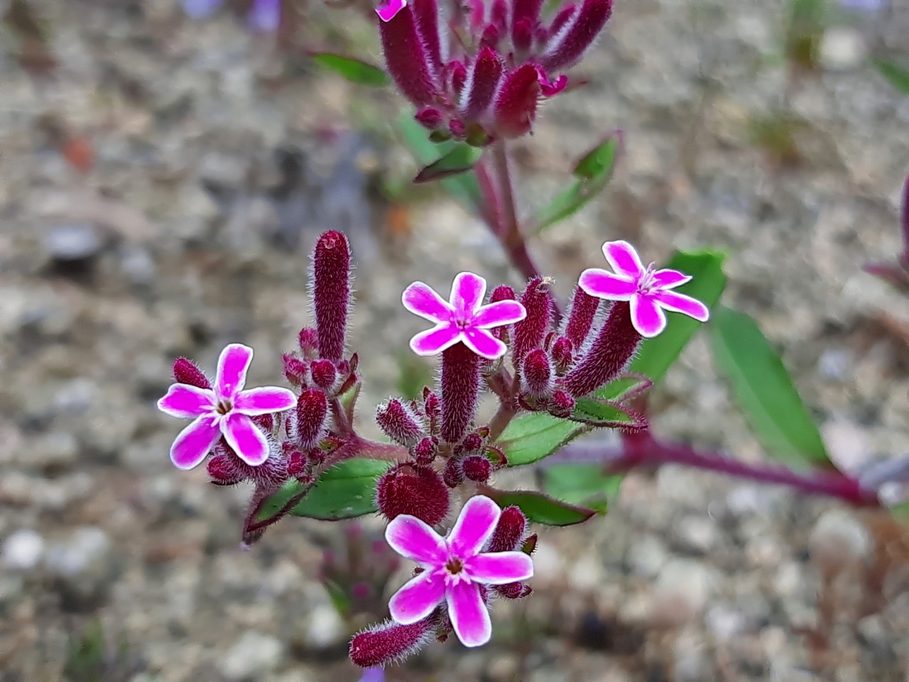 Saponaria prostrata