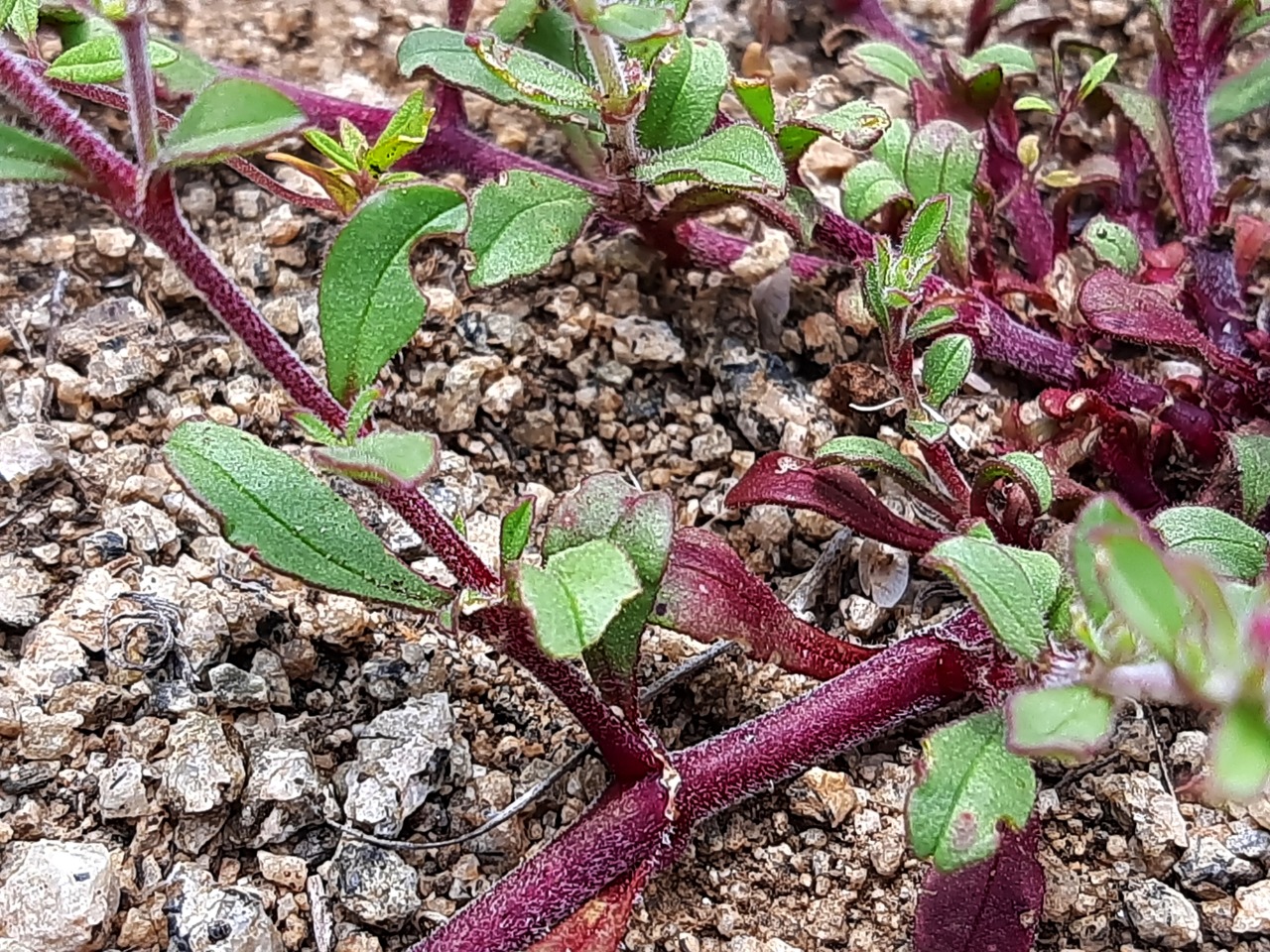 Saponaria prostrata