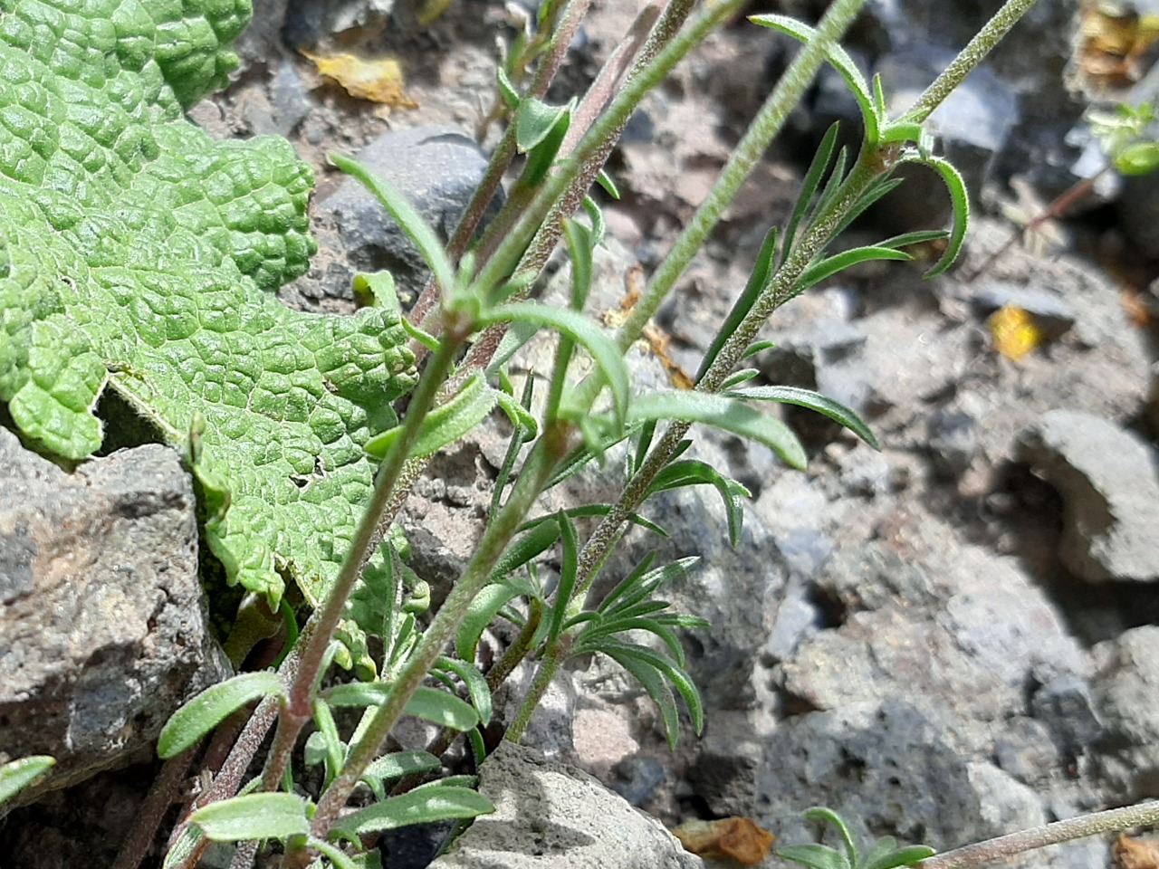 Silene argentea