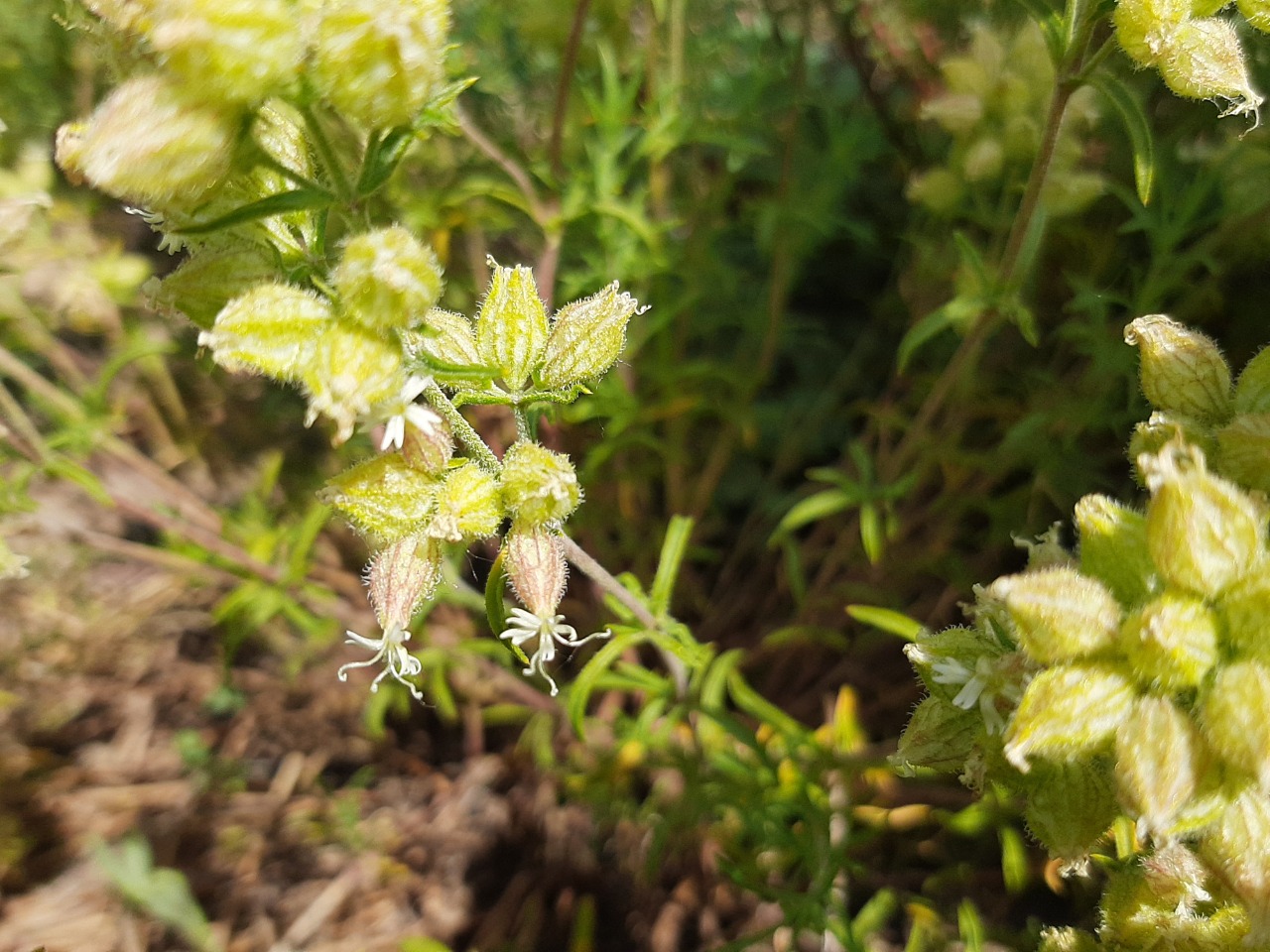 Silene argentea