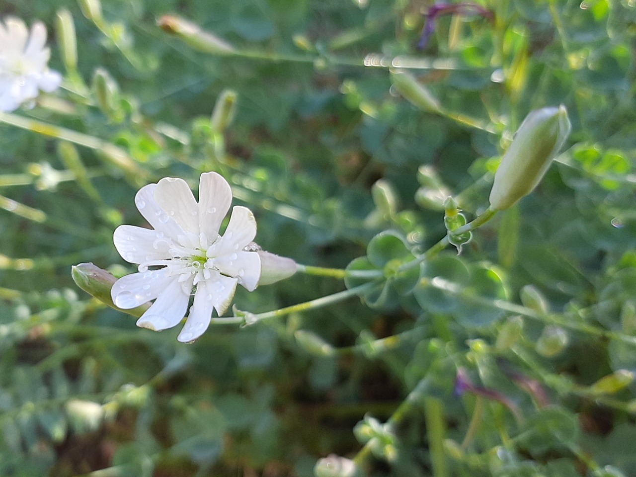 Silene chlorifolia