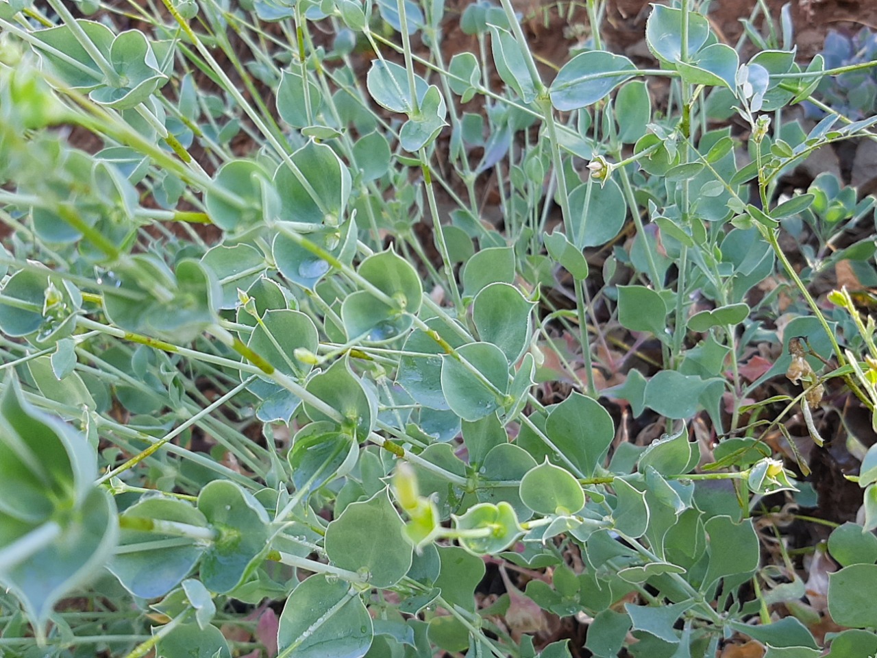 Silene chlorifolia