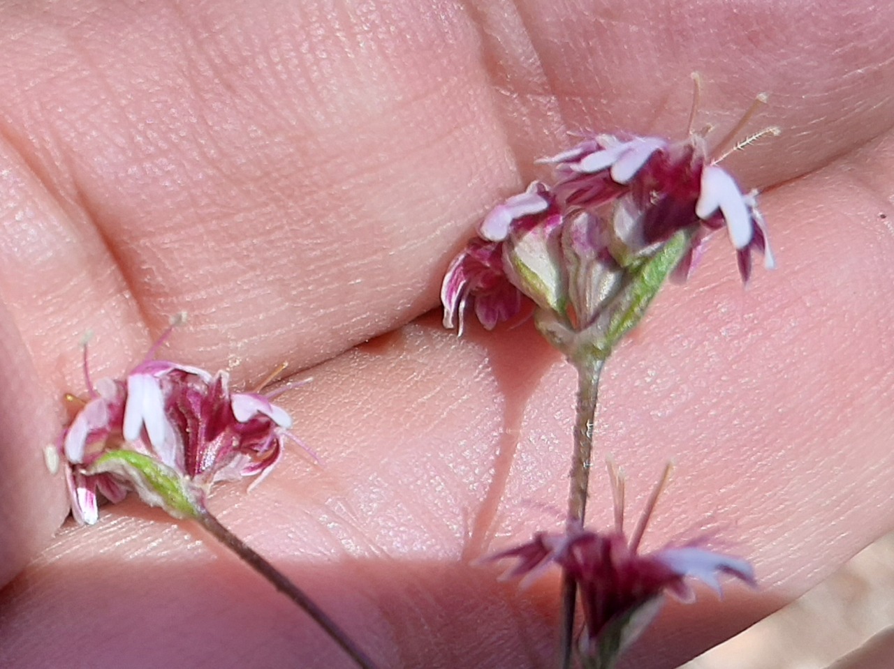 Silene dianthoides