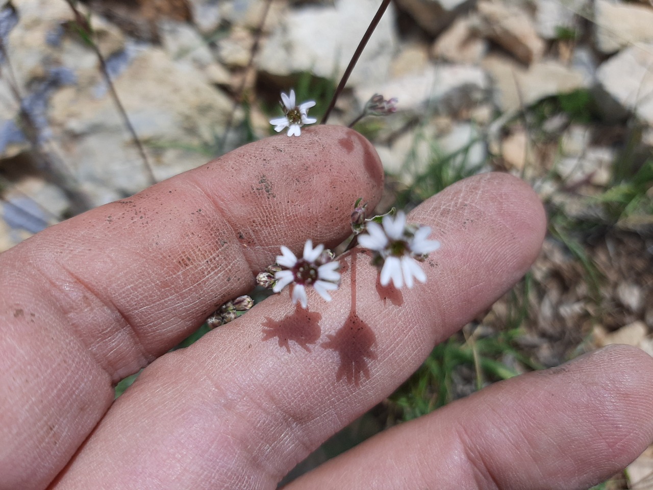 Silene dianthoides