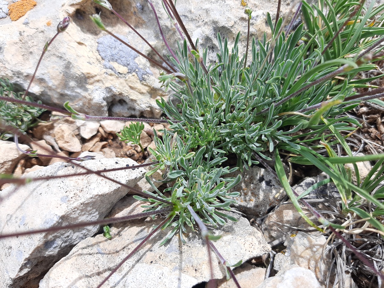 Silene dianthoides