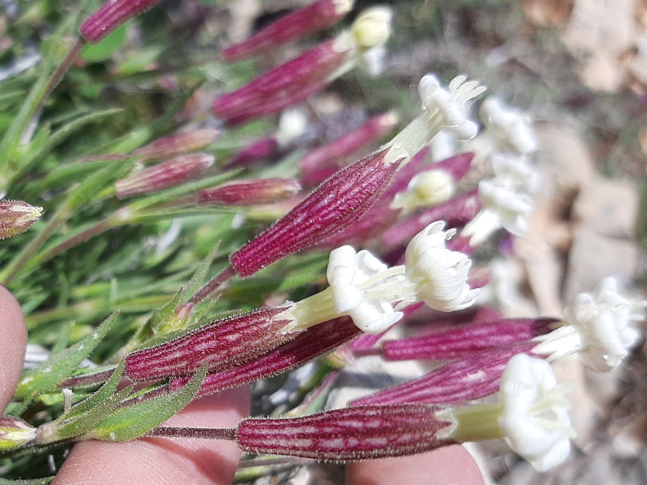 Silene pungens