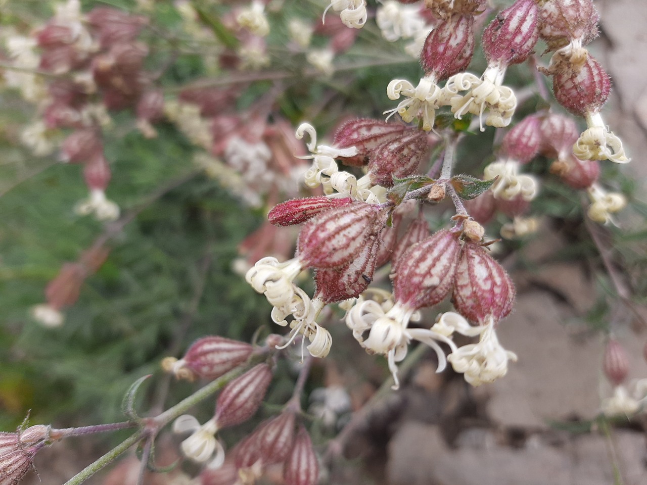 Silene rhynchocarpa