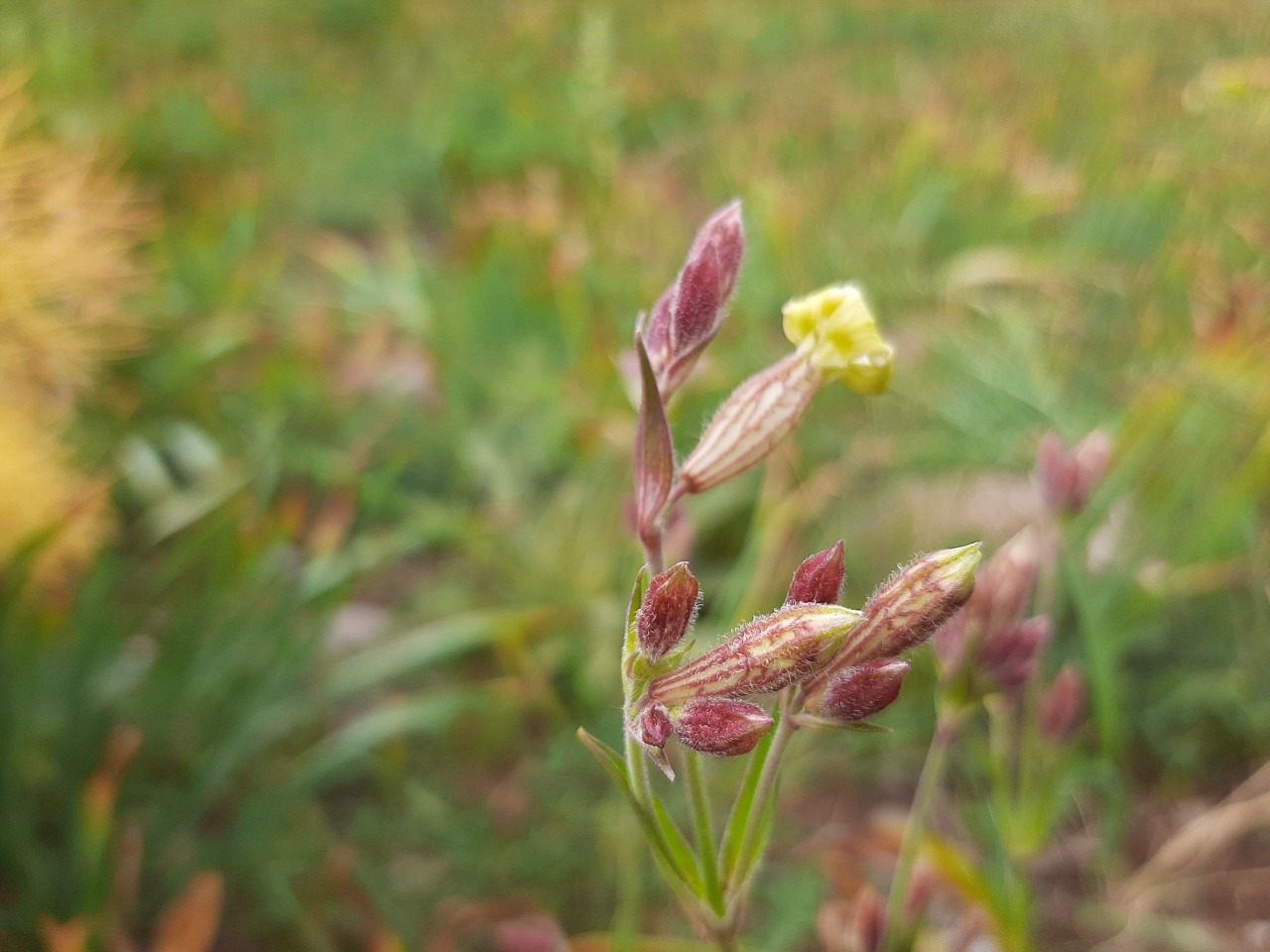 Silene montbretiana